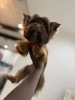 Envy, a female Yorkshire Terrier for sale in Cleveland, TX – 3 of 3
