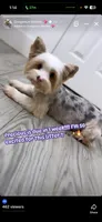 Precious , a female Yorkshire Terrier for sale in Cleveland, TX – 4 of 4