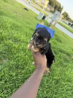 Beauty , a female Yorkshire Terrier for sale in Cleveland, TX – 5 of 6
