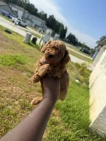 Apple , a female Poodle - Toy  for sale in Cleveland, TX – 1 of 4