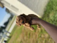 Apple , a female Poodle - Toy  for sale in Cleveland, TX – 2 of 4