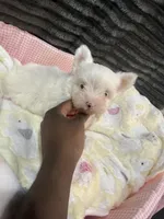 Suga , a female Yorkshire Terrier for sale in Cleveland, TX – Photo 3 of 5