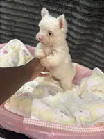 Suga , a female Yorkshire Terrier for sale in Cleveland, TX – Photo 4 of 5