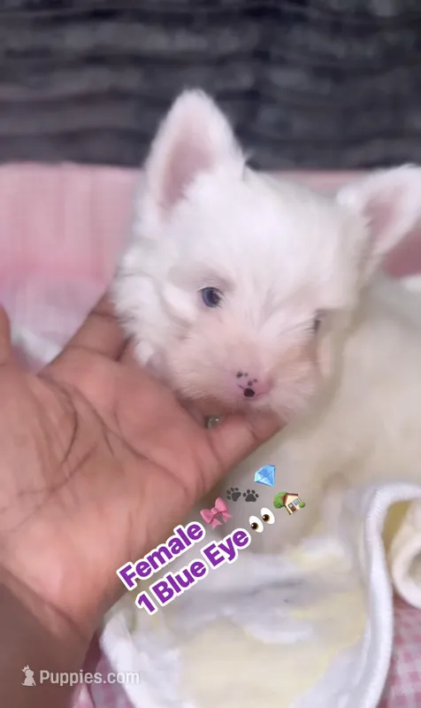 Suga  – Yorkshire Terrier puppy for sale in Cleveland, TX