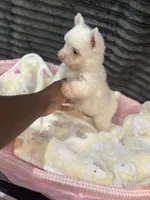 Suga , a female Yorkshire Terrier for sale in Cleveland, TX – Photo 5 of 5