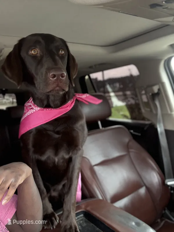 Kaejay – Labrador Retriever puppy for sale in Cleveland, TX
