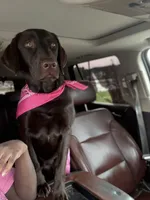 Kaejay, a female Labrador Retriever for sale in Cleveland, TX – 1 of 3
