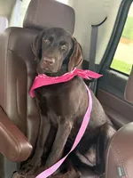 Kaejay, a female Labrador Retriever for sale in Cleveland, TX – 2 of 3