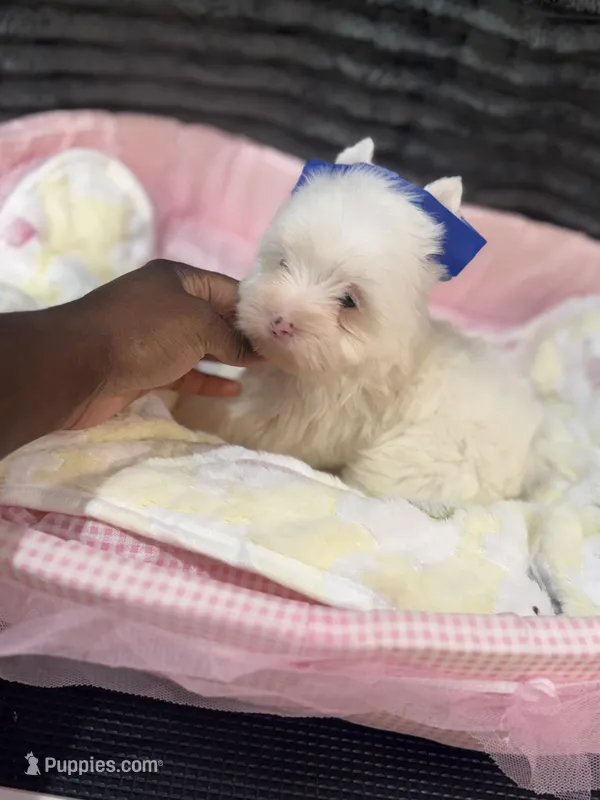 Pearl , a female Yorkshire Terrier for sale in Cleveland, TX – Photo 1 of 3