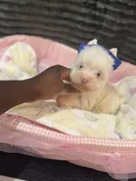 Pearl , a female Yorkshire Terrier for sale in Cleveland, TX – Photo 3 of 3