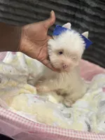 Pearl , a female Yorkshire Terrier for sale in Cleveland, TX – Photo 2 of 3