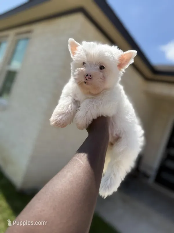 Pearl  – Yorkshire Terrier puppy for sale in Cleveland, TX