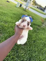 Rosalie, a female Yorkshire Terrier for sale in Cleveland, TX – 3 of 4