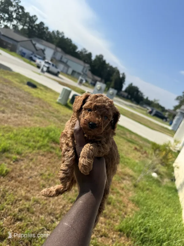 Bourbon  – Poodle - Toy  puppy for sale in Cleveland, TX