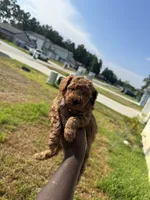 Bourbon , a male Poodle - Toy  for sale in Cleveland, TX – 1 of 4