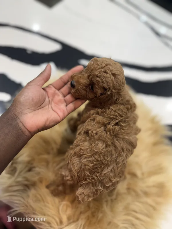 Whiskey  – Poodle - Toy  puppy for sale in Cleveland, TX