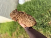 Apple , a female Poodle - Toy  for sale in Cleveland, TX – 4 of 4