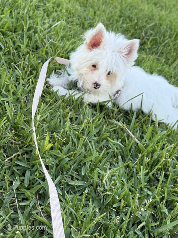 Pearl – Yorkshire Terrier puppy for sale in Cleveland, TX