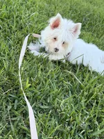 Pearl, a female Yorkshire Terrier for sale in Cleveland, TX – 1 of 4