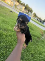 Beauty , a female Yorkshire Terrier for sale in Cleveland, TX – 4 of 6