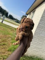 Bourbon , a male Poodle - Toy  for sale in Cleveland, TX – 2 of 4