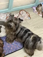 Jewel , a female Yorkshire Terrier for sale in Cleveland, TX – 2 of 2