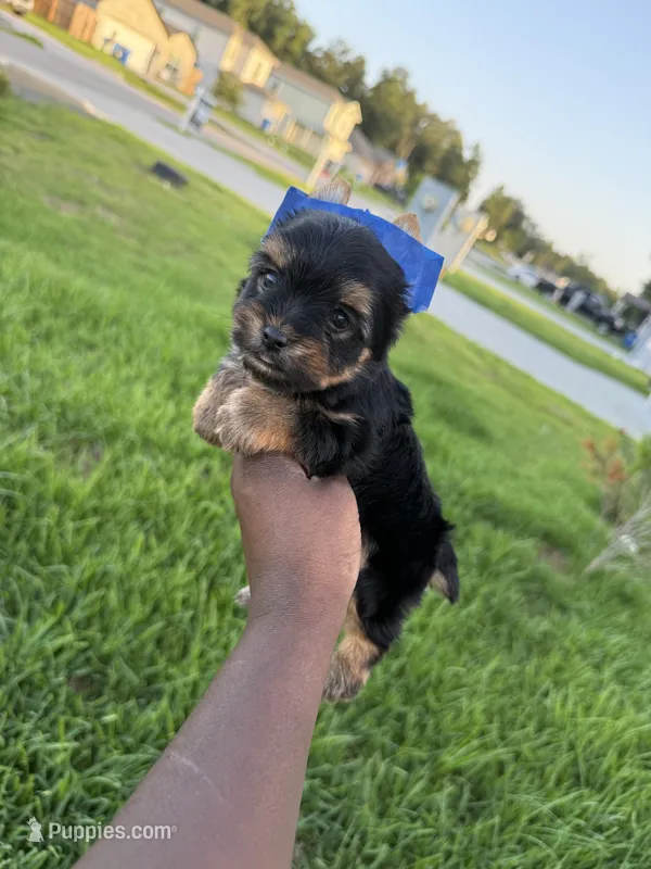 Beauty  – Yorkshire Terrier puppy for sale in Cleveland, TX
