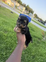 Beauty , a female Yorkshire Terrier for sale in Cleveland, TX – 1 of 6