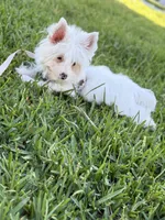 Pearl, a female Yorkshire Terrier for sale in Cleveland, TX – 3 of 4