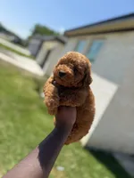 Mufasa , a male Poodle - Toy  for sale in Cleveland, TX – Photo 3 of 4