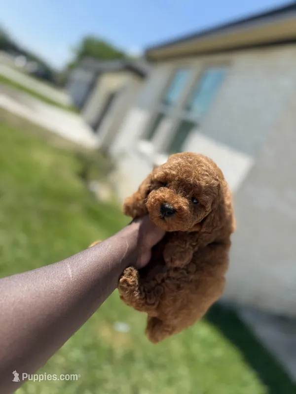Mufasa , a male Poodle - Toy  for sale in Cleveland, TX – Photo 1 of 4