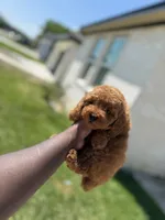 Mufasa , a male Poodle - Toy  for sale in Cleveland, TX – Photo 1 of 4