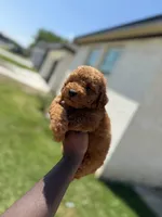 Mufasa , a male Poodle - Toy  for sale in Cleveland, TX – Photo 2 of 4