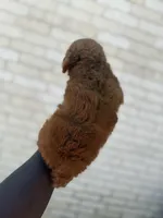 Mufasa , a male Poodle - Toy  for sale in Cleveland, TX – Photo 4 of 4