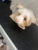 Precious , a female Yorkshire Terrier for sale in Cleveland, TX – 2 of 4