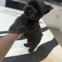 Juliet, a female Yorkshire Terrier for sale in Cleveland, TX – Photo 5 of 6