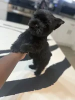 Juliet, a female Yorkshire Terrier for sale in Cleveland, TX – Photo 5 of 6