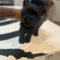 Juliet, a female Yorkshire Terrier for sale in Cleveland, TX – Photo 2 of 6