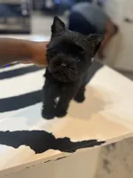 Juliet, a female Yorkshire Terrier for sale in Cleveland, TX – Photo 2 of 6