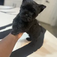 Juliet, a female Yorkshire Terrier for sale in Cleveland, TX – Photo 3 of 6