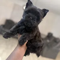 Juliet, a female Yorkshire Terrier for sale in Cleveland, TX – Photo 6 of 6