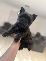 Juliet, a female Yorkshire Terrier for sale in Cleveland, TX – Photo 6 of 6