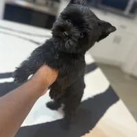 Juliet, a female Yorkshire Terrier for sale in Cleveland, TX – Photo 1 of 6