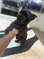 Juliet, a female Yorkshire Terrier for sale in Cleveland, TX – Photo 1 of 6