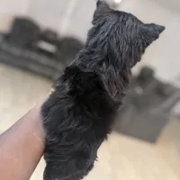 Juliet, a female Yorkshire Terrier for sale in Cleveland, TX – Photo 4 of 6