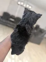 Juliet, a female Yorkshire Terrier for sale in Cleveland, TX – Photo 4 of 6