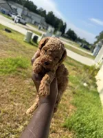 Whiskey , a male Poodle - Toy  for sale in Cleveland, TX – 2 of 3