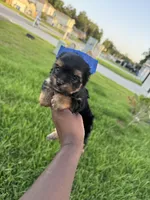 Beauty , a female Yorkshire Terrier for sale in Cleveland, TX – 2 of 6