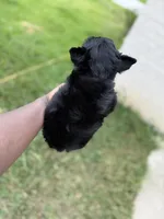 Knight , a male Yorkshire Terrier for sale in Cleveland, TX – Photo 5 of 5