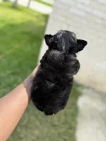 Knight , a male Yorkshire Terrier for sale in Cleveland, TX – Photo 4 of 5